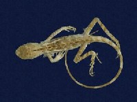 藏品(斯文豪氏攀蜥)的圖片